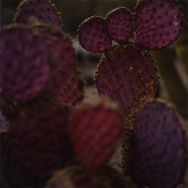 Lisa Eisner, Pink Cactus, Phoenix, Arizona, 2006