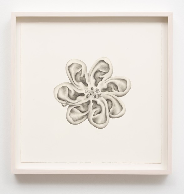 Aurel Schmidt Untitled (Ears) pencil, colored pencil on paper paper size: 12 x 12 inches framed size: 14 x 14...