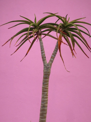 <span class="title">Seeing Pink<span class="title_comma">, </span></span><span class="year">2017</span>