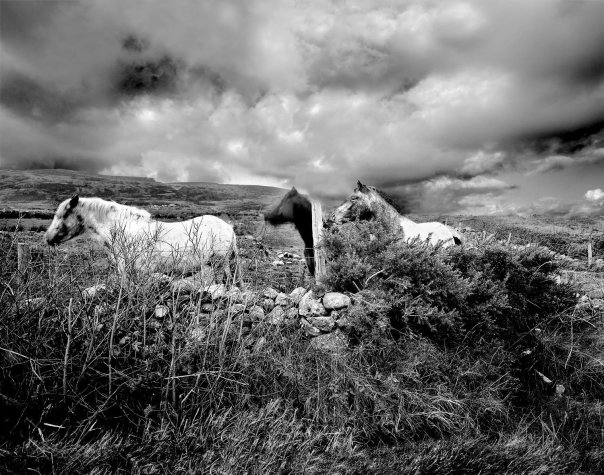 Ponies of Inishowen