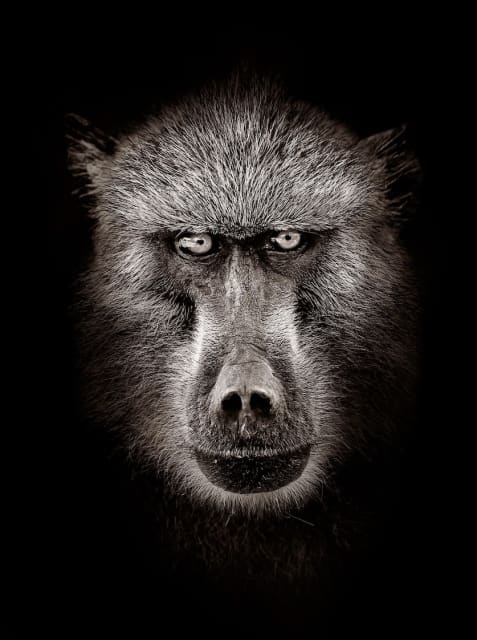 Timothy Dunn, Baboon (B/W), 2022