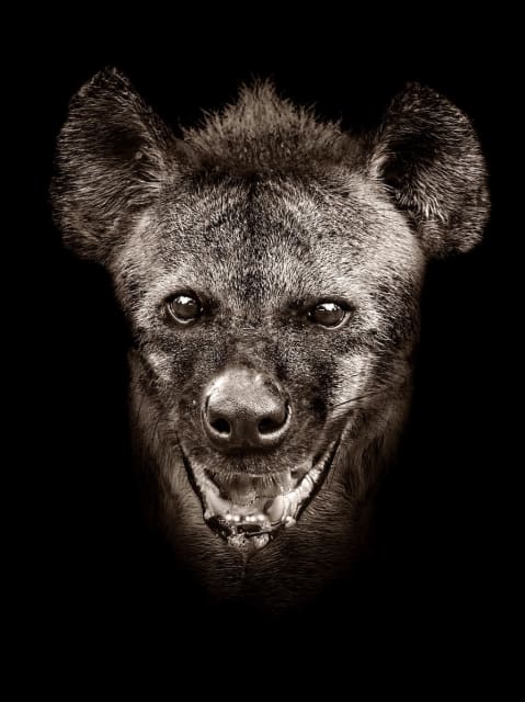 Timothy Dunn, Hannibal (B/W), 2019