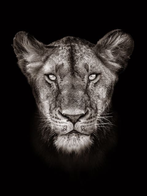Timothy Dunn, Lioness (B/W), 2021