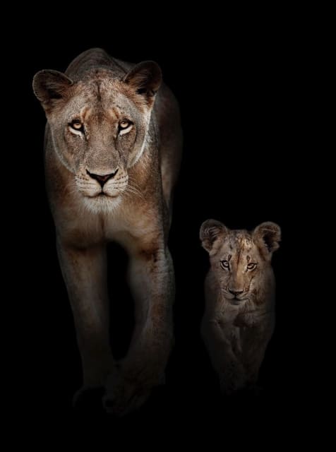 Timothy Dunn, Mother and Cub (colour), 2022