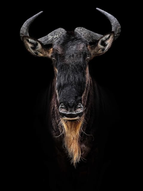 Timothy Dunn, Dumbledore (colour), 2021