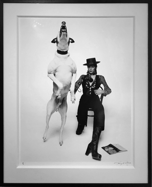 Terry O'Neill, David Bowie for Diamond Dog, 1974