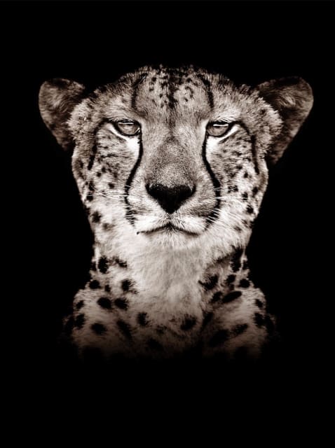 Timothy Dunn, Cheetah (B/W), 2022