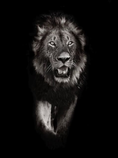 Timothy Dunn, Walking Lion , 2022