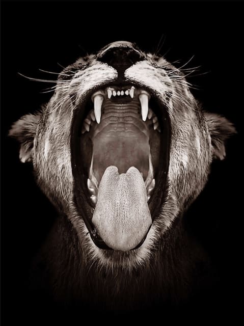 Timothy Dunn, Rise and Shine (B/W), 2021