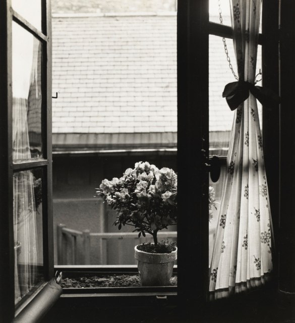 Emmanuel Sougez, Etude de fleurs, 1934
