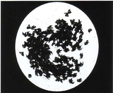 Michal Rovner, Culture Plate #4, 2003