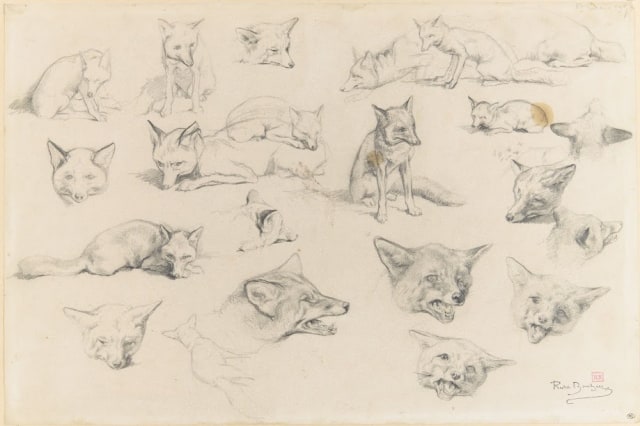 Rosa Bonheur (1822-99), 22 studies of foxes, 1890, pencil on paper, 31,5 x 47,7 cm, Musée d'Orsay, Paris