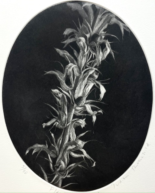 Judith Rothchild, Fleur d'acanthe, 2024