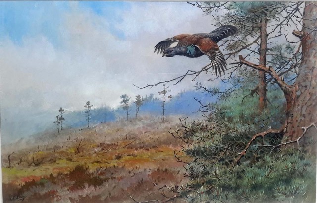 George Edward Lodge, Capercaillie in Flight