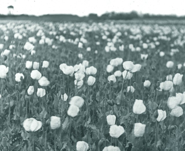 Rev. C.H. Stileman, Opium poppies, Julfa, Late 19th Century