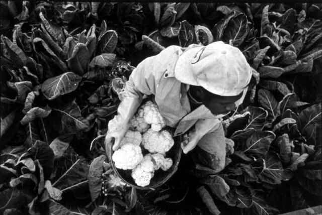 Vincenzo Pietropaolo 1951- Reginald Cabey, From Montserrat, Loading Cauliflower. Waterford, Ont., 1987 Signed in pencil, au verso Gelatin silver print 12 x 17 ½ inch (30.48 x 44.45 cm) image 20 x 24 inch (50.80 x 60.96 cm) paper