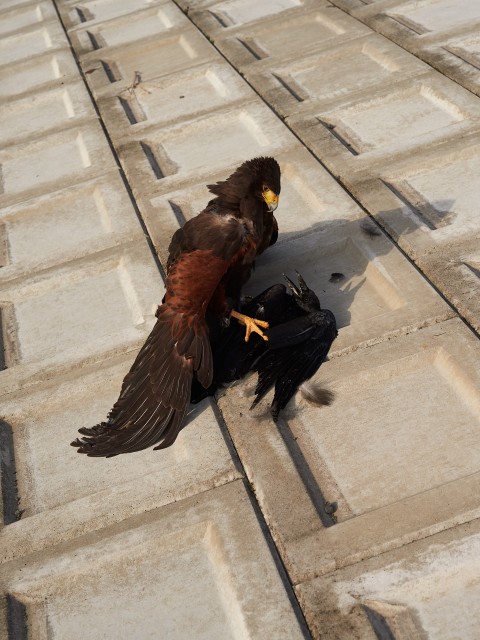 Horus, Takeo, Saga prefecture, Japan, 2016 © Guillaume Simoneau