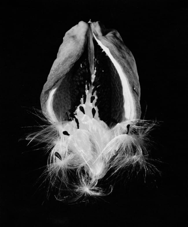 Imogen Cunningham, Araujia Seed Pod, 1940