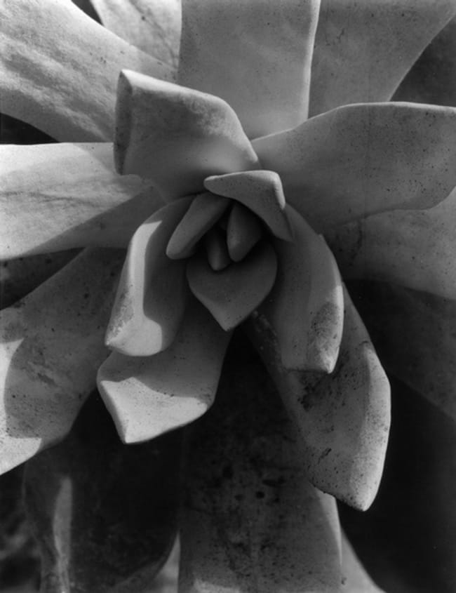 Imogen Cunningham, Ghost Plant, 1920s