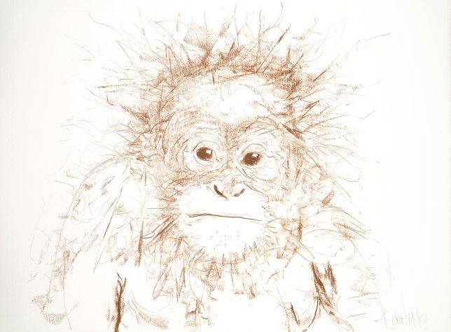 Orangutan I, 2016