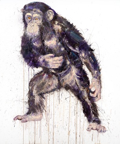 Chimpanzee VI
