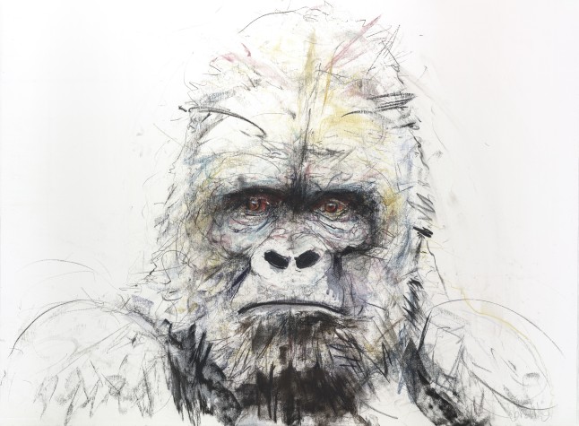 Gorilla I, 2016