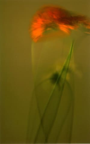 Dervish 4 Bayrami, 2008