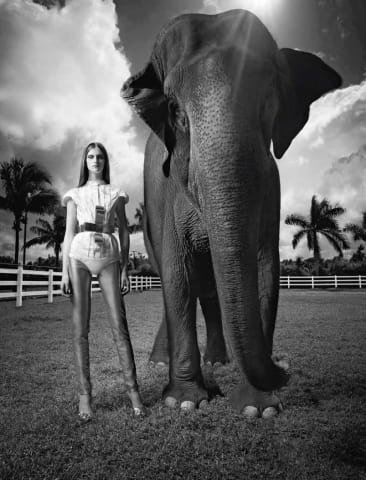 Greg Lotus, Elephant, 2006