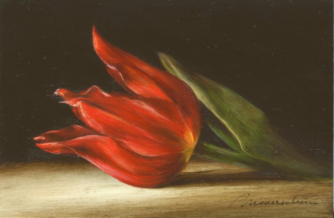 Tanja Moderscheim, Dutch heritage tulip: Duc v Tol Max Cramoisi 1700