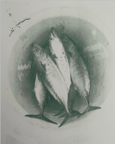 Lucia Seifert, Falcate Frenzy