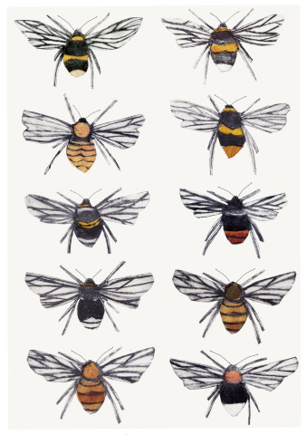 Beatrice Forshall, British Bumblebees