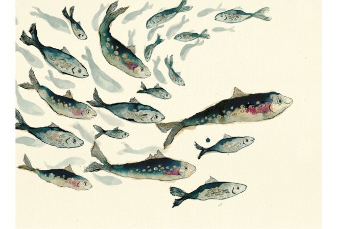 Anna Wright, Fishy Friends