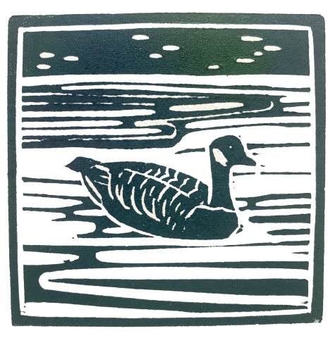 Angela Annesley, Canada goose,