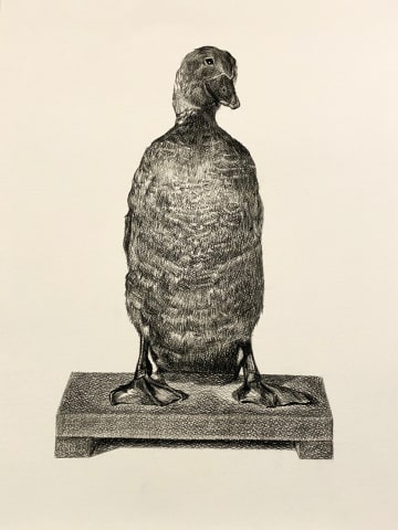 Yvonne East, Musk Duck (Mr Bunyip), 2024