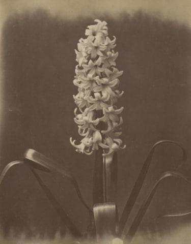 Captain Horatio Ross, Mr. Livewrights first prize hyacinth, 1857