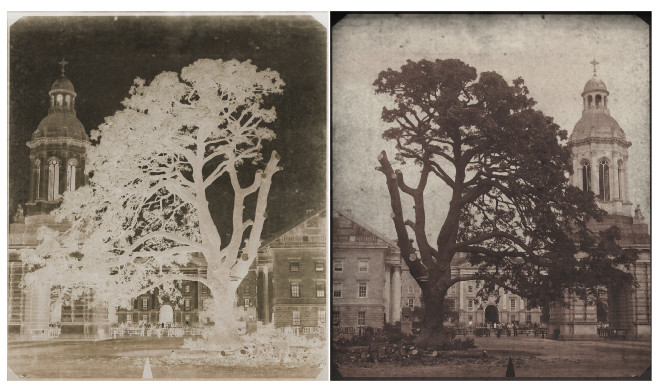 Siobhan McDonald, Lungs, inhale + exhale: The trees are murmuring to one another. Oregon Maple Trees, Trinity College Dublin , 2019