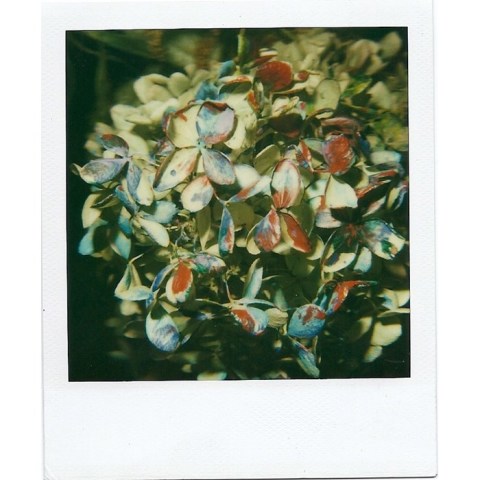 Nobuyoshi Araki, Still Life, 2000-2005