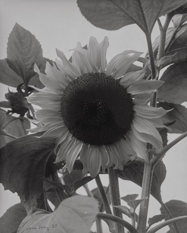 Man Ray, Sunflower, 1930
