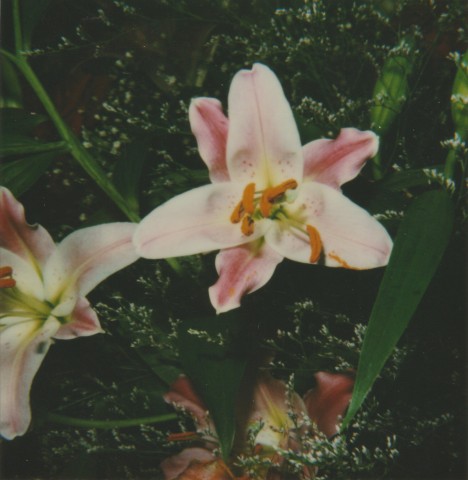 Nobuyoshi Araki, polaroid
