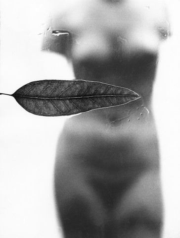 Sam Haskins, November Girl Leaf Nude Torso, 1966