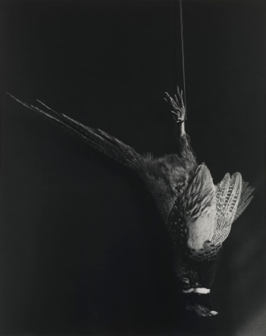 Robert Mapplethorpe, Pheasant, 1984
