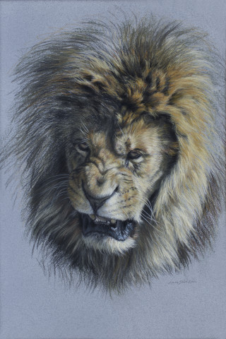 Gary Stinton Study Of Snarling African Lion Jonathan Cooper
