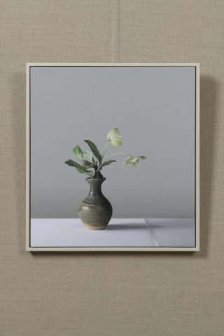 Jo Barrett, Hellebores