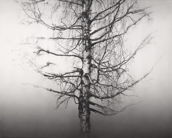 Yuichiro Sato, One Tree, Voice of Silence II, 2022