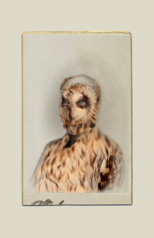 Sara Angelucci, Aviary (Short-eared Owl/endangered), 2013