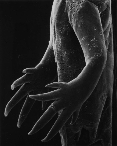 Claudia Fährenkemper, 44-02-1 Hands of a Salamander Larvae, 25x, 2002