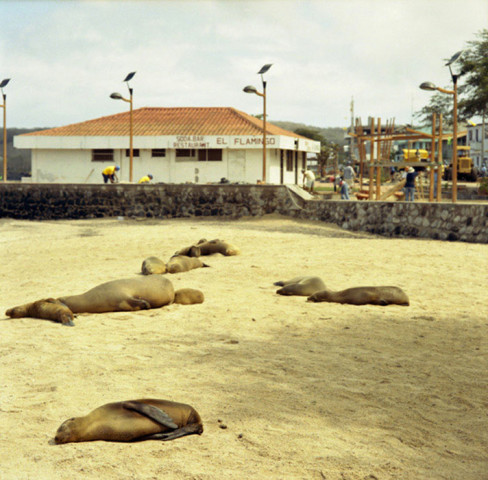 Sarah Anne Johnson, Sealions on the Beach, 2005