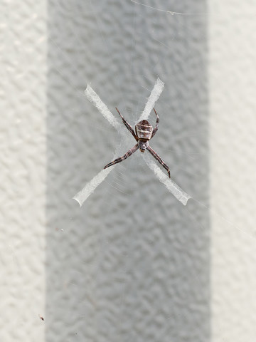 Guillaume Simoneau, Untitled (St. Andrew’s Cross spider 01), Takeo city, Saga prefecture, 2016