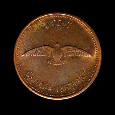 William Eakin, Colville Dove 6310 (penny), 2013