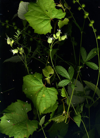 Sara Angelucci, July 28 (Bladder Campion, Wild Grape, Vetch, 2 other plants), 2020